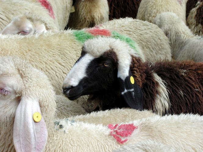 Treff der Sch&ouml;nen