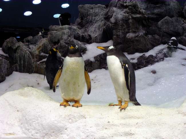 Pingus