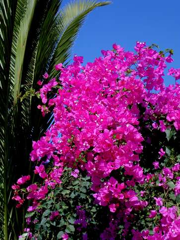 Bougainvillea